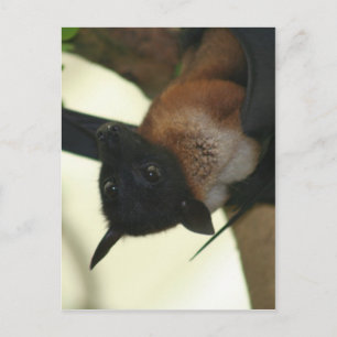 Carte Postale Chauve-souris indienne géante