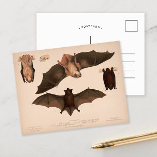 Carte Postale Chauve-souris rouge, Petite chauve-souris Brown   