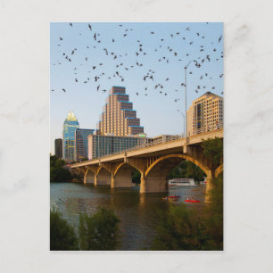 Carte Postale Chauves-souris du pont du Congrès à Austin, Texas