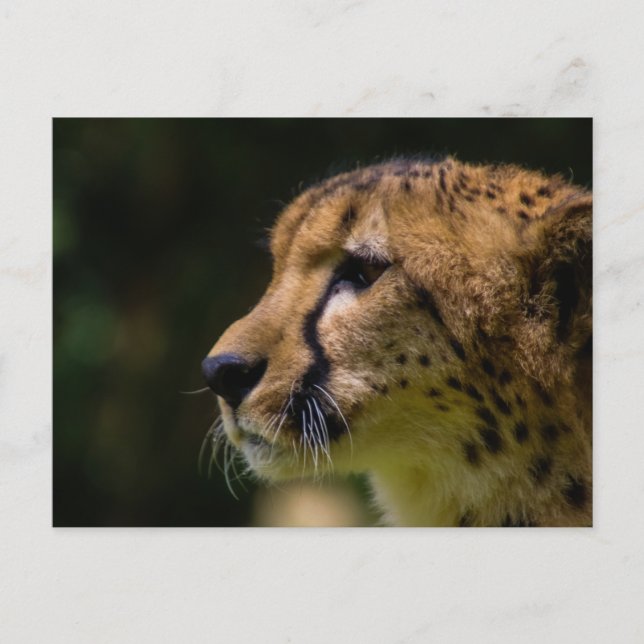 Carte Postale cheesy (Devant)