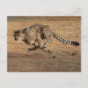 Carte Postale Cheeta