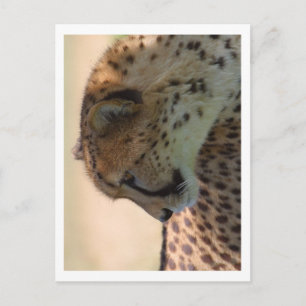 Carte Postale Cheetah