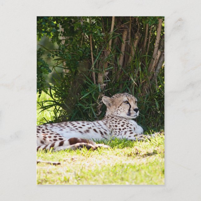 Carte Postale Cheetah (Devant)
