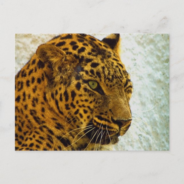 Carte postale Cheetah (Devant)
