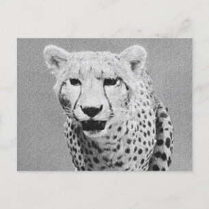 Carte Postale Cheetah