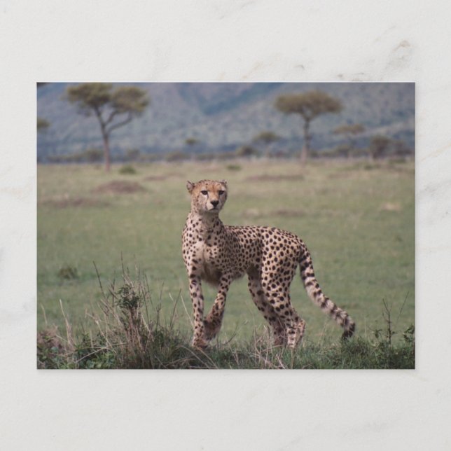 Carte Postale Cheetah (Devant)
