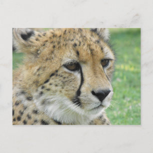 Carte Postale Cheetah