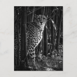 Carte postale Cheetah