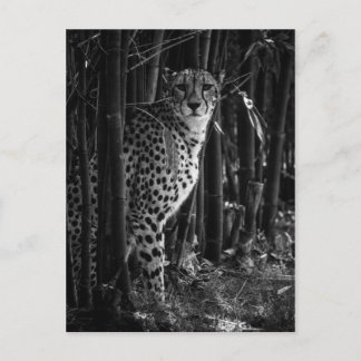 Carte postale Cheetah