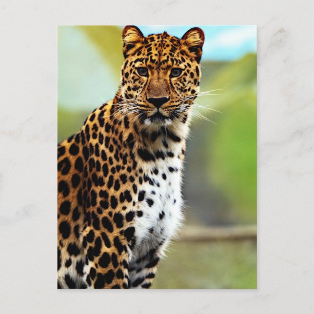 Carte Postale Cheetah (Devant)