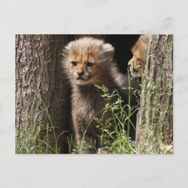 Carte Postale Cheetah 005 (Devant)