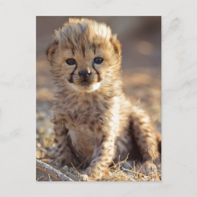 Carte Postale Cheetah 19 jours bébé mâle (Devant)