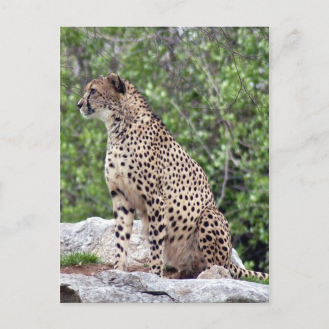 Carte postale Cheetah 4x6 (Devant)