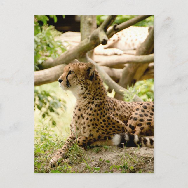 Carte Postale Cheetah A L'Air Loin (Devant)
