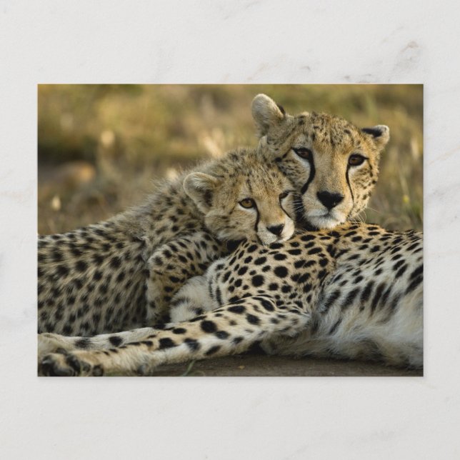 Carte Postale Cheetah, Acinonyx jubatus, avec petit dans le Masa (Devant)