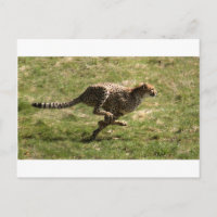 Cheetah (Acinonyx jubatus) galop complet