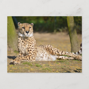 Carte Postale Cheetah africain allongé sur terre