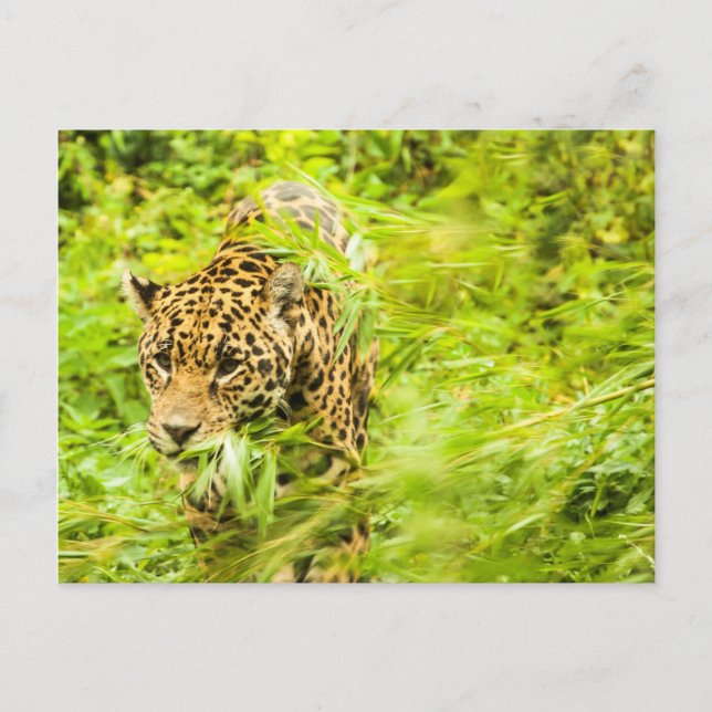 Carte Postale Cheetah Animal (Devant)