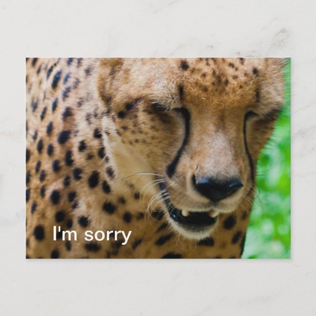 Carte Postale Cheetah apologétique (Devant)