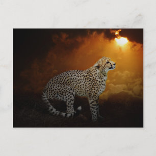 Carte Postale Cheetah au coucher du soleil