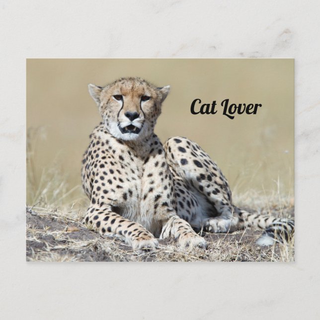 Carte Postale Cheetah au Masai Mara au Kenya photo (Devant)