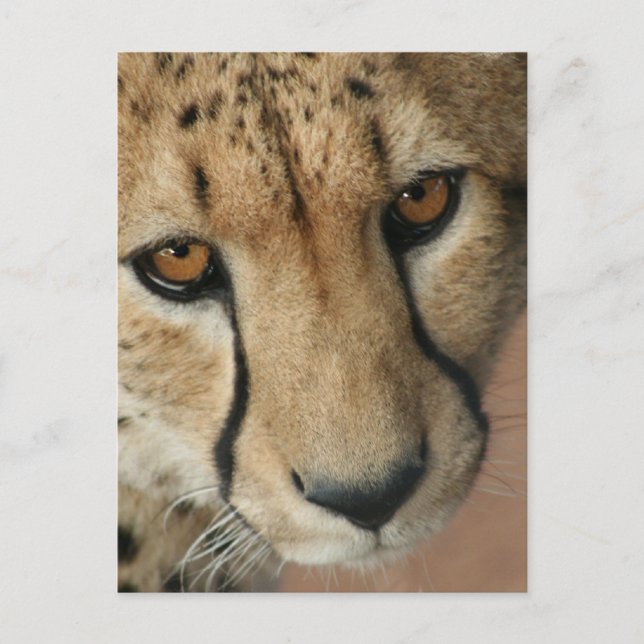 Carte postale Cheetah Cat (Devant)