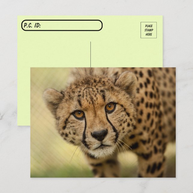 Carte postale Cheetah Cub (Devant / Derrière)