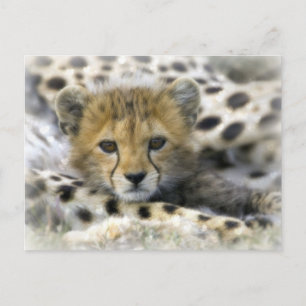 Carte Postale Cheetah Cub