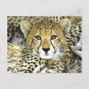 Carte Postale Cheetah Cub 2
