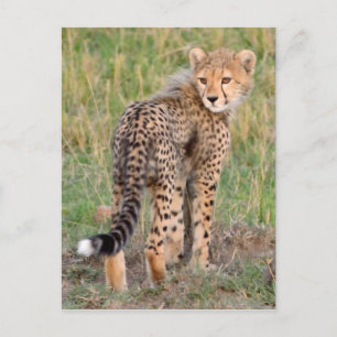 Carte Postale Cheetah Cub Vous Regarde En Chemin.