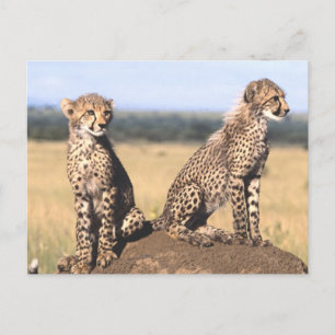 Carte Postale Cheetah Cubs