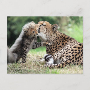Carte Postale Cheetah femelle & Cub
