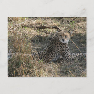 Carte Postale cheetah look