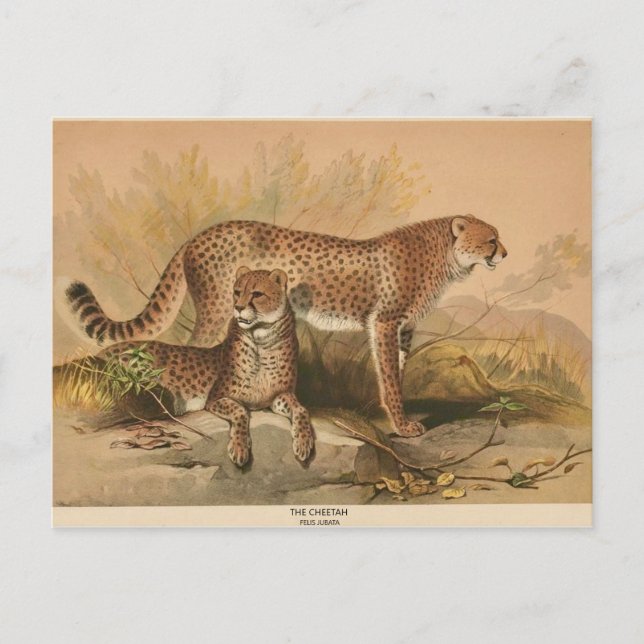 Carte postale Cheetah Vintage Zoological Sketch (Devant)