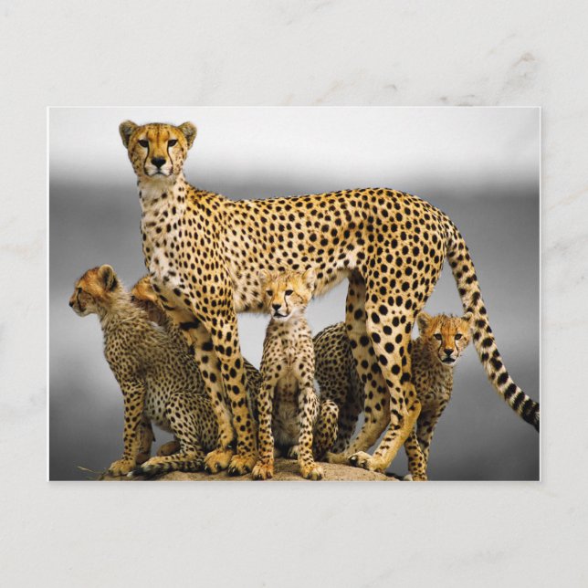 Carte Postale Cheetahs (Devant)