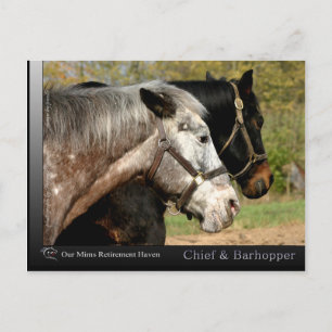 Carte Postale Chef - Appaloosa du film Prancer