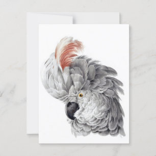 Carte Postale Chef Cockatoo - Aert Schouman
