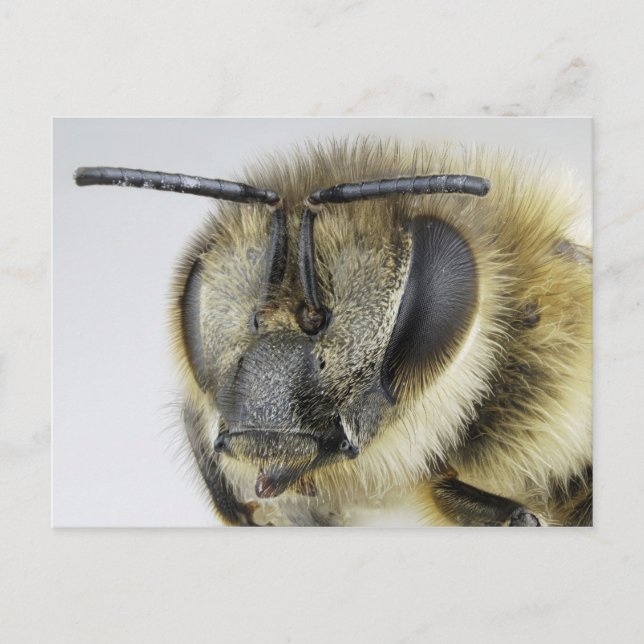 Carte Postale Chef d'abeille (Devant)