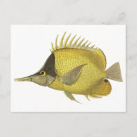 Chelmon Tropical Jaune Longirostris, Poisson Vinta