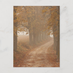 Carte Postale Chemin boisé bordé d'arbres d'automne