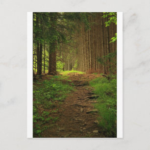 Carte Postale Chemin d'arbre de sapin