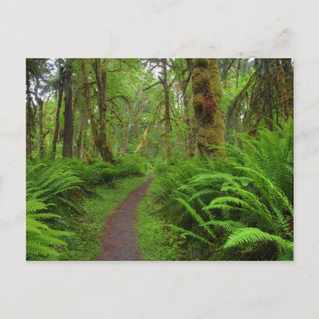Carte Postale Chemin de l'érable Glade, fougères et mousses couv (Devant)
