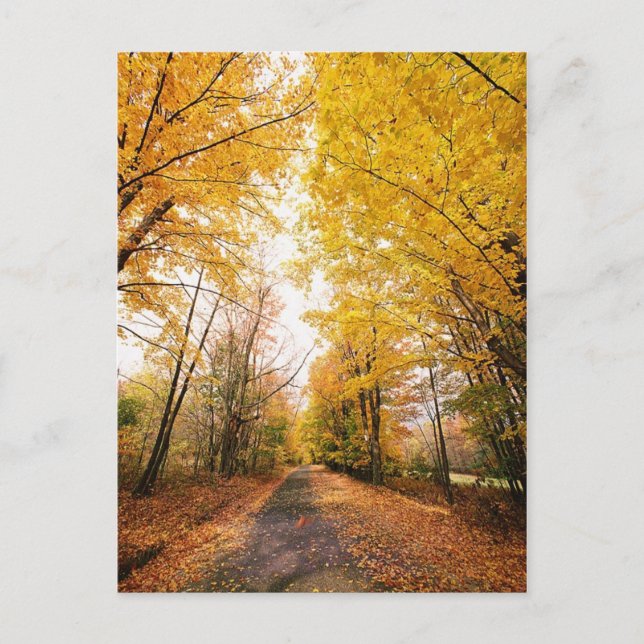 Carte Postale Chemin de marche du Foliage d'automne (Devant)