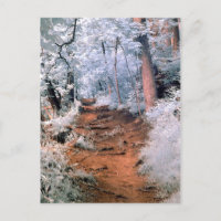 Chemin forestier infrarouge