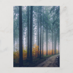 Carte Postale Chemin forestier Majestic