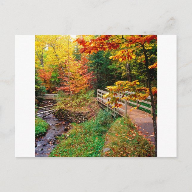 Carte Postale Chemin Munising d'automne Alger Comté du Michigan (Devant)