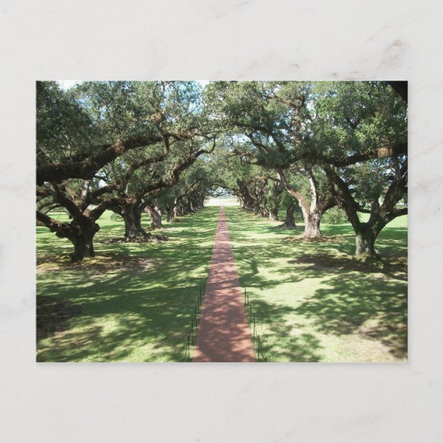 Carte Postale Chemin Oak Alley Plantation (Devant)