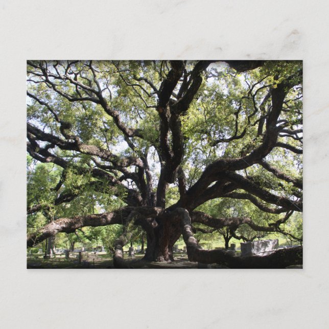 Carte Postale chêne à bois franc (Devant)