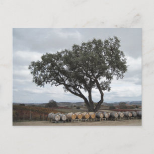 Carte Postale Chêne avec tonneaux de vin, Robles de chien