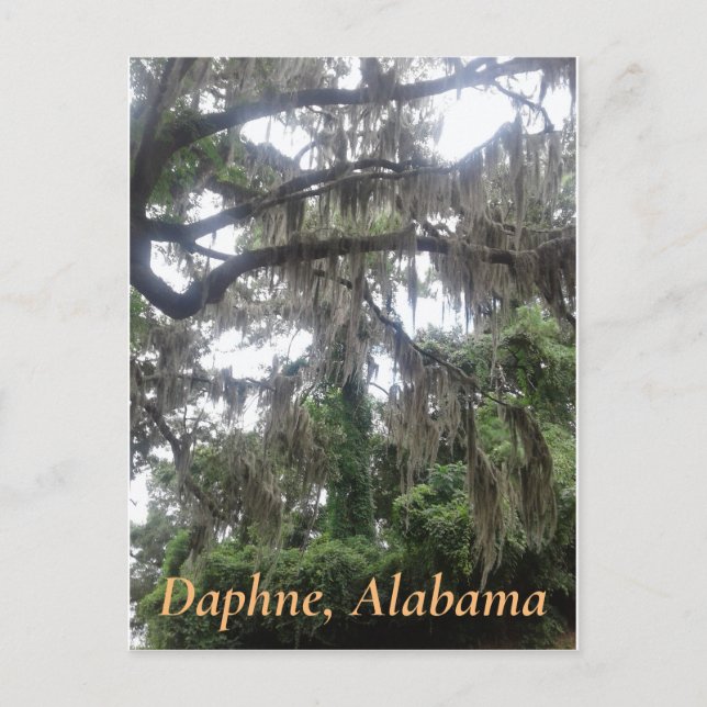 Carte Postale Chêne couvert de mousse espagnole à Daphne, Alabam (Devant)